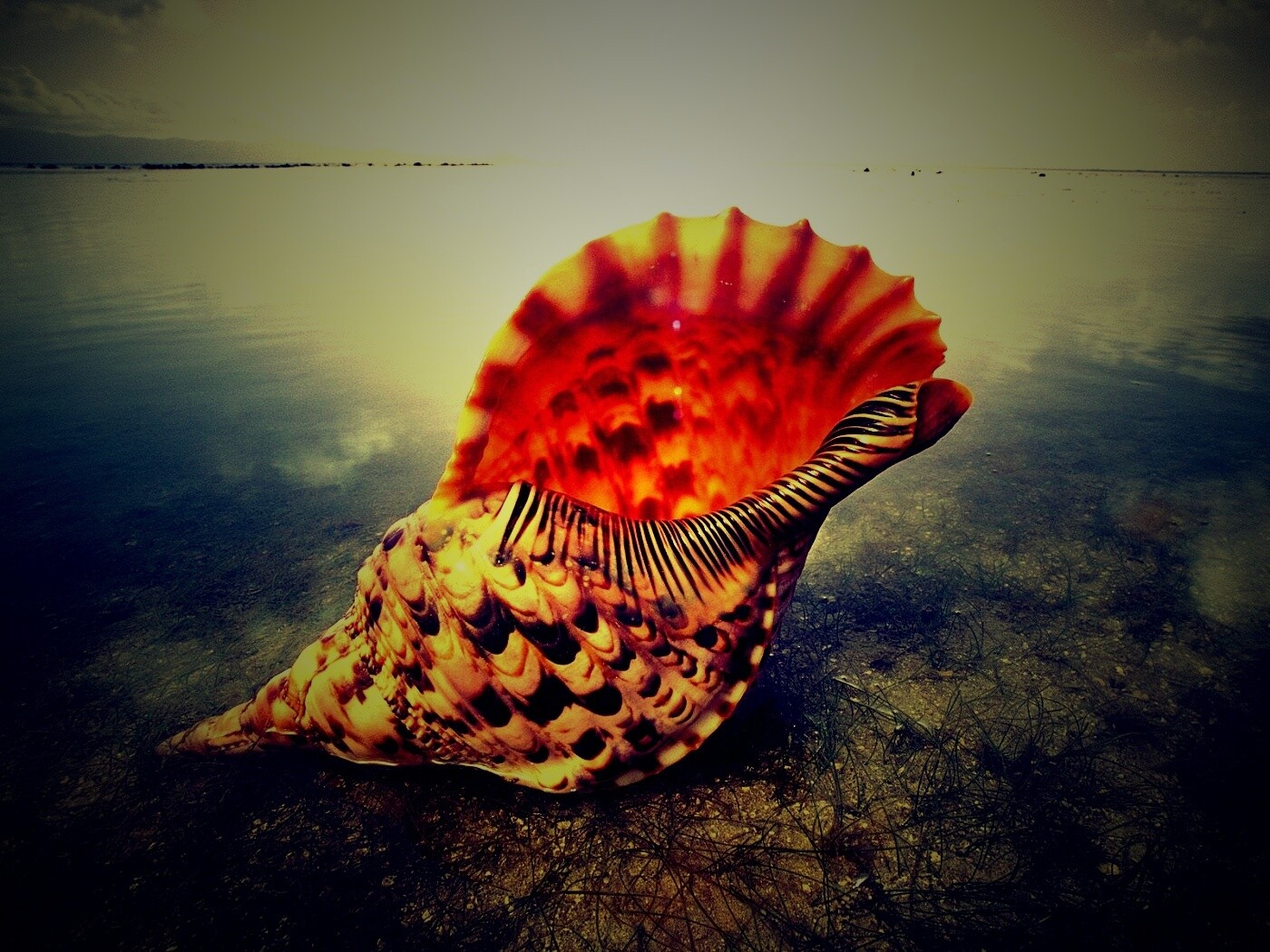 Морская раковина обои