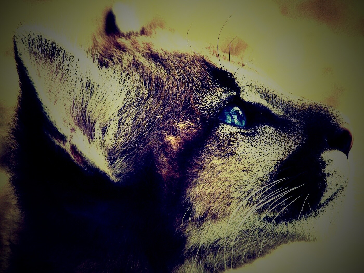 Оцелот смотрит вдаль обои