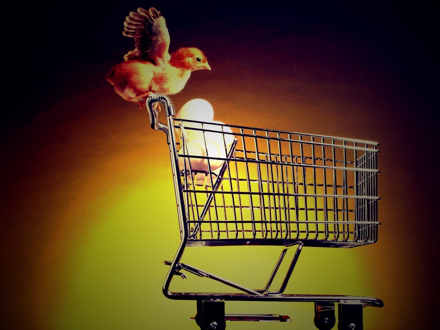 Цыплёнок покупает яйца обои