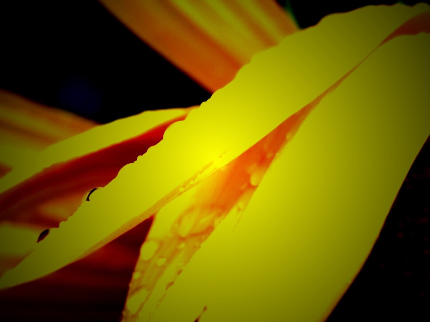 Капли на желтом лепестке обои