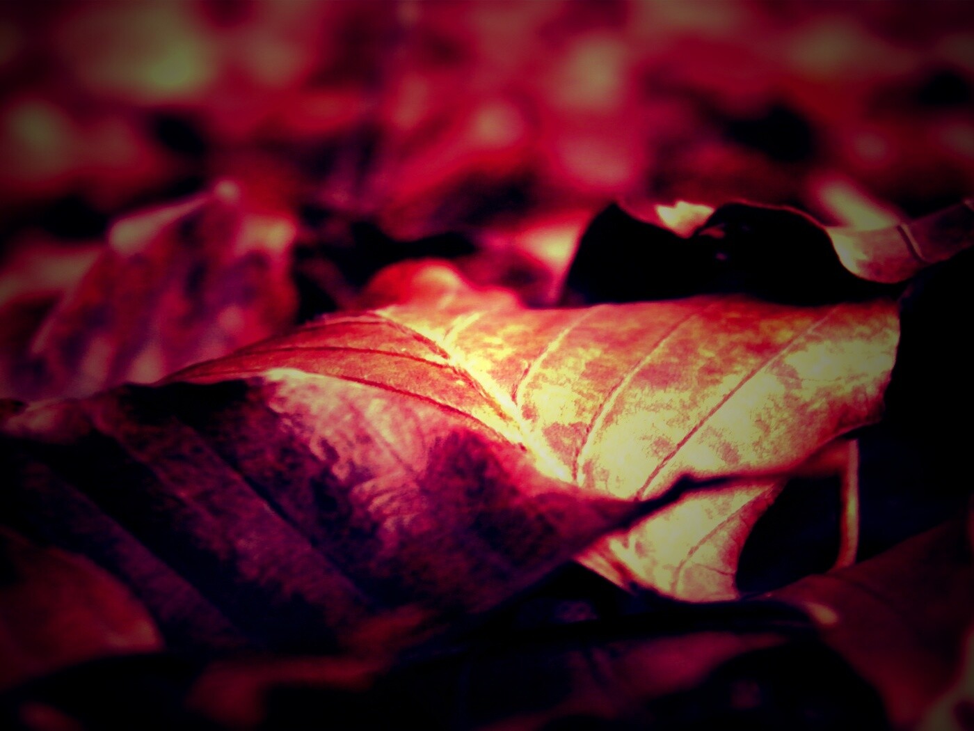 Мертвые листья обои