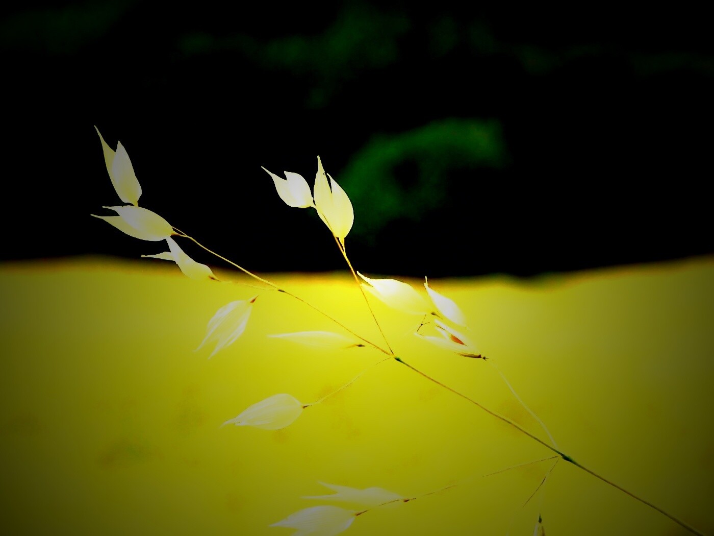 Белые полевые цветочки обои