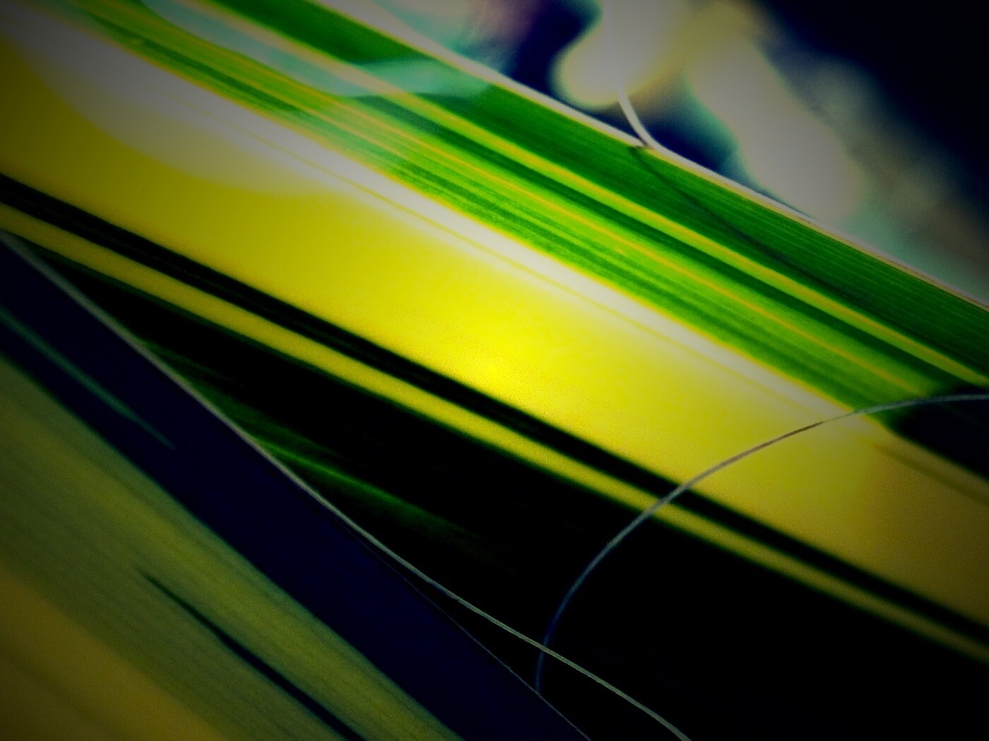 Желто-зеленые травинки обои