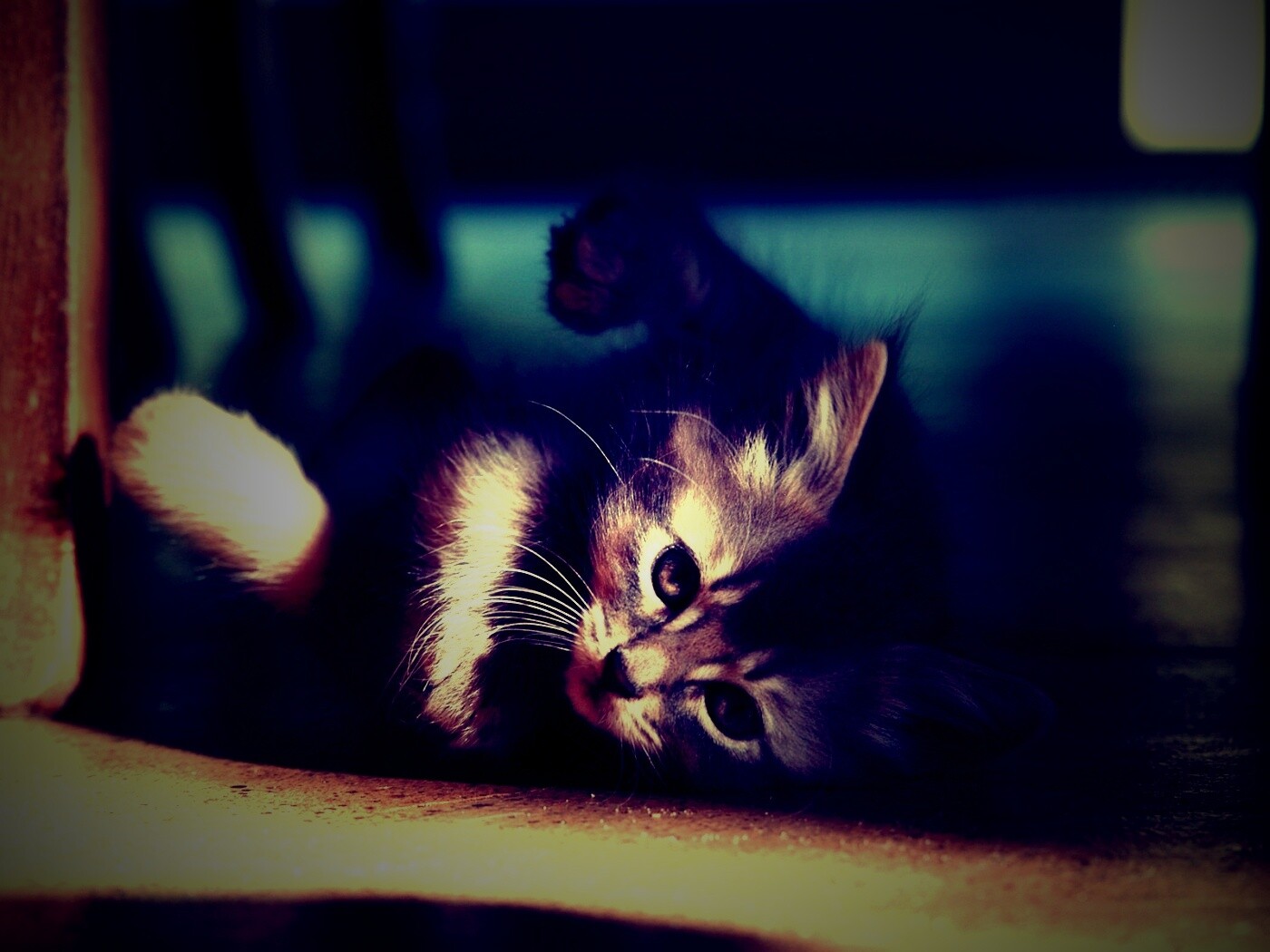 Котенок играет под стулом обои