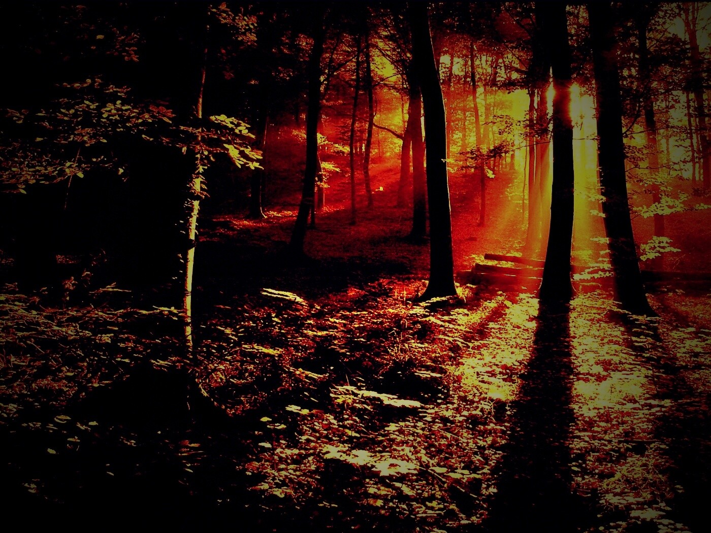 Лес в золотом сиянии обои