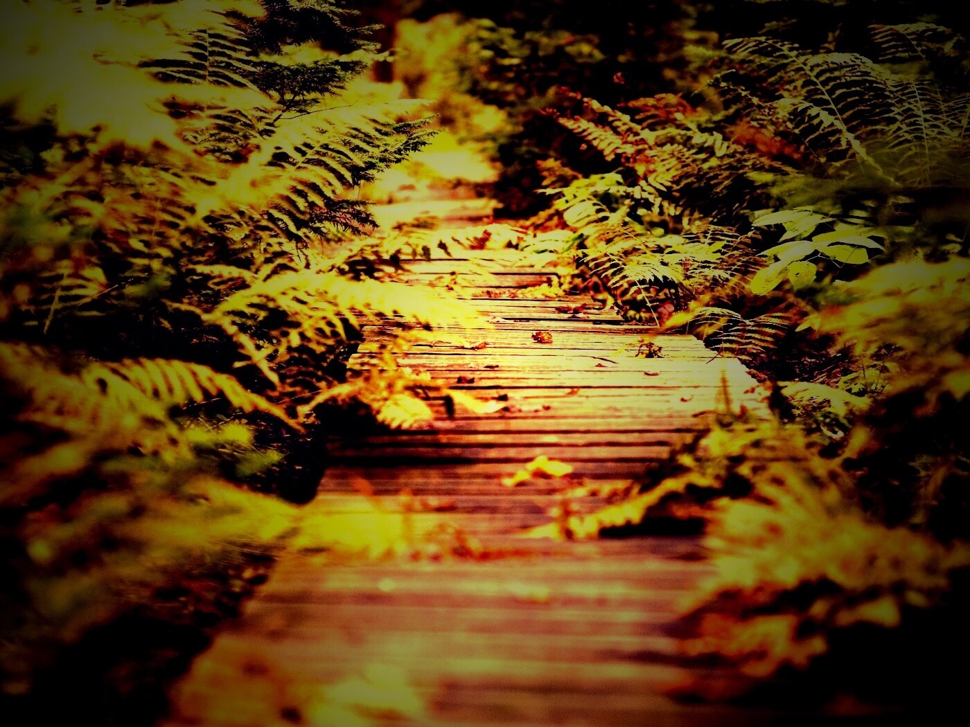 Деревянная дорожка обои