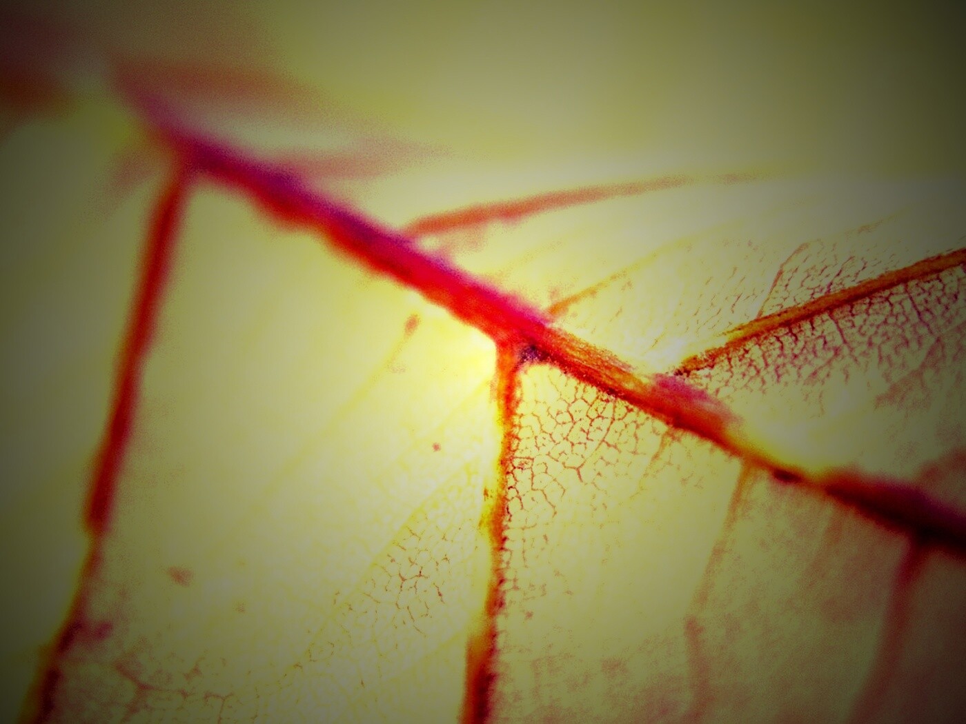 Желтый лист обои