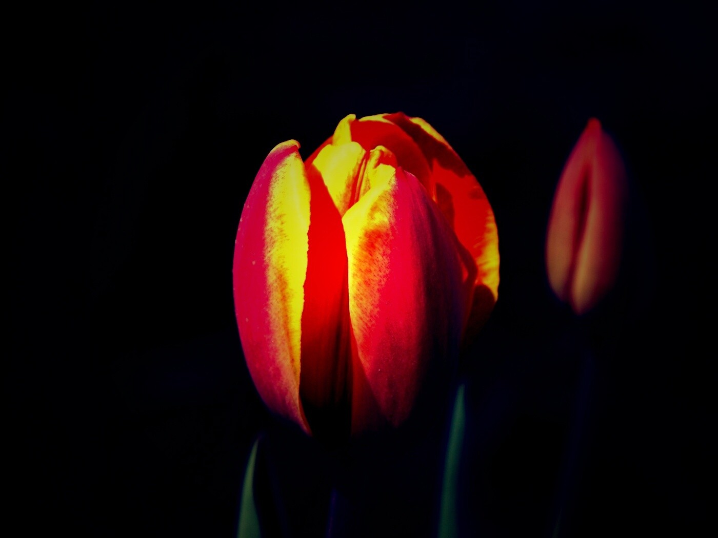 Распускающийся тюльпан обои