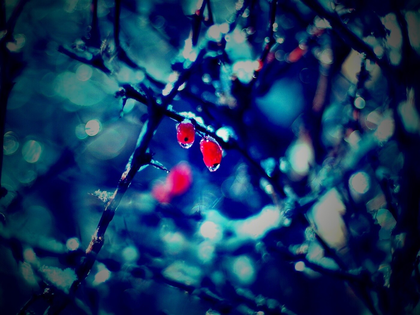 Замерзшие ягоды обои