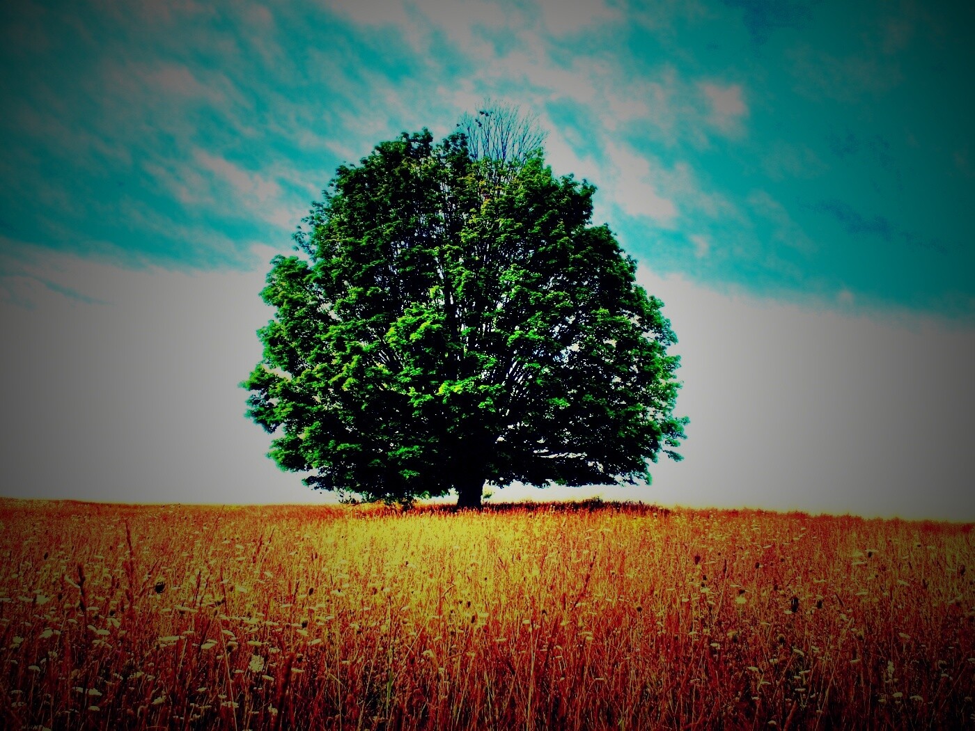 Зеленое дерево в желтом поле обои