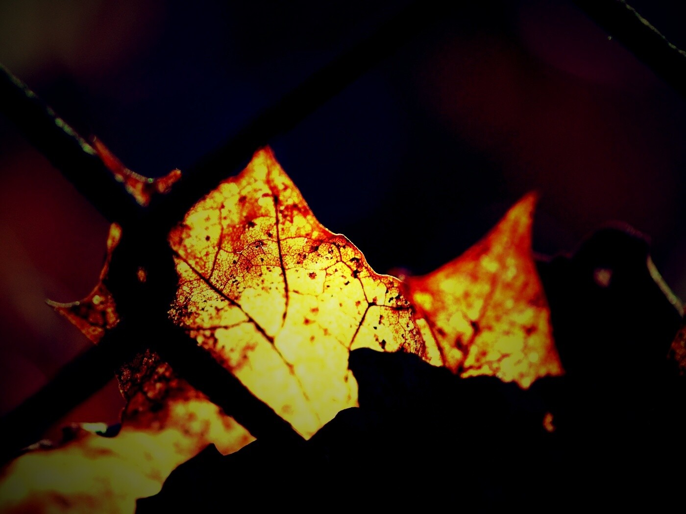 Осенний лист на забором обои