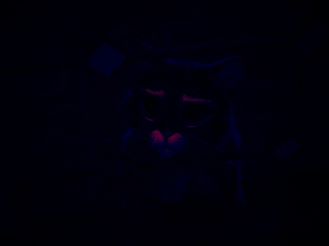 Кот в сапогах обои