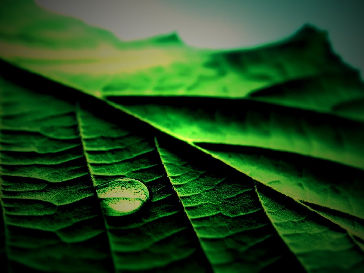 Капля на листе обои