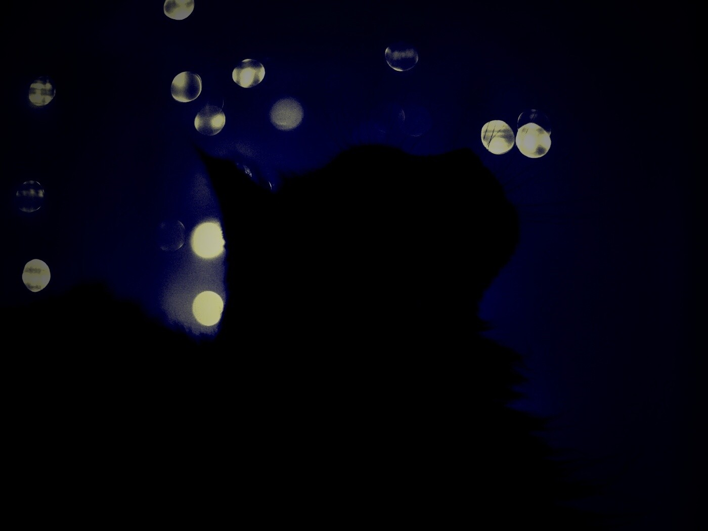 Силуэт черного кота обои