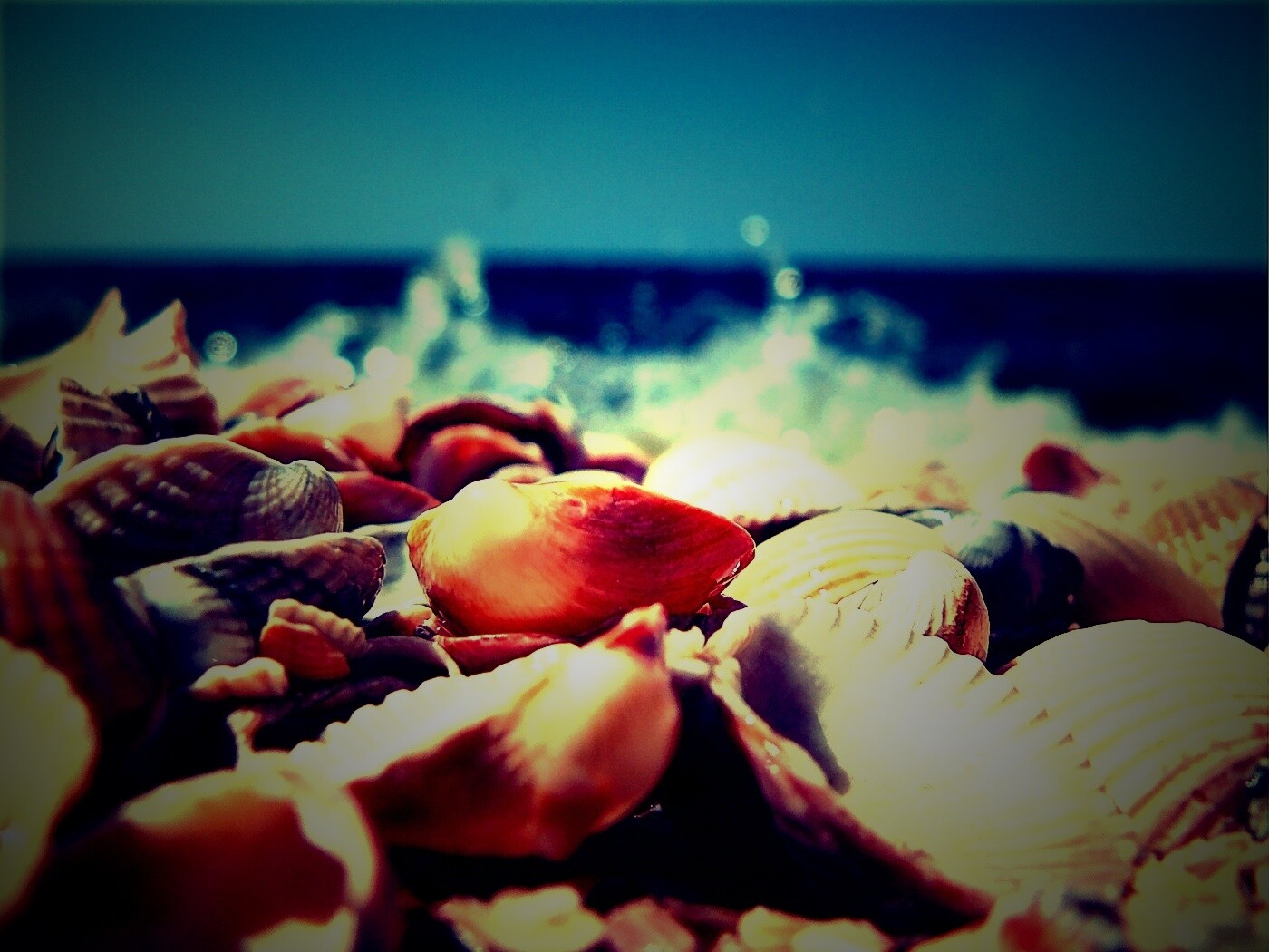 Морские ракушки обои