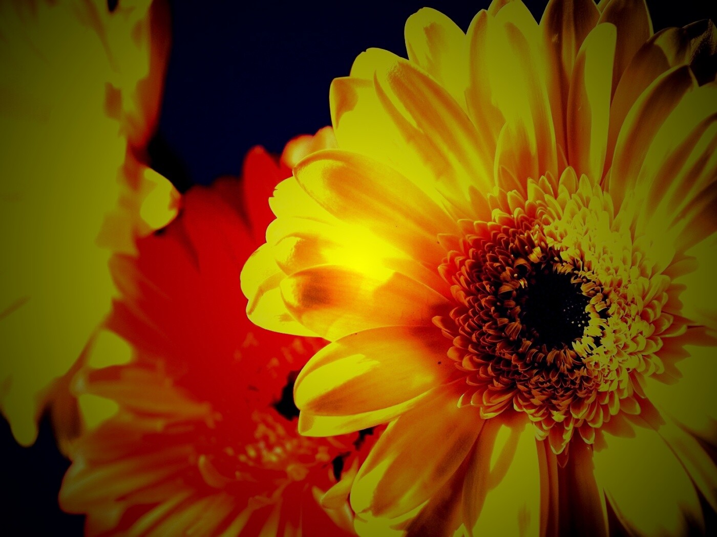 Желтый гербер обои