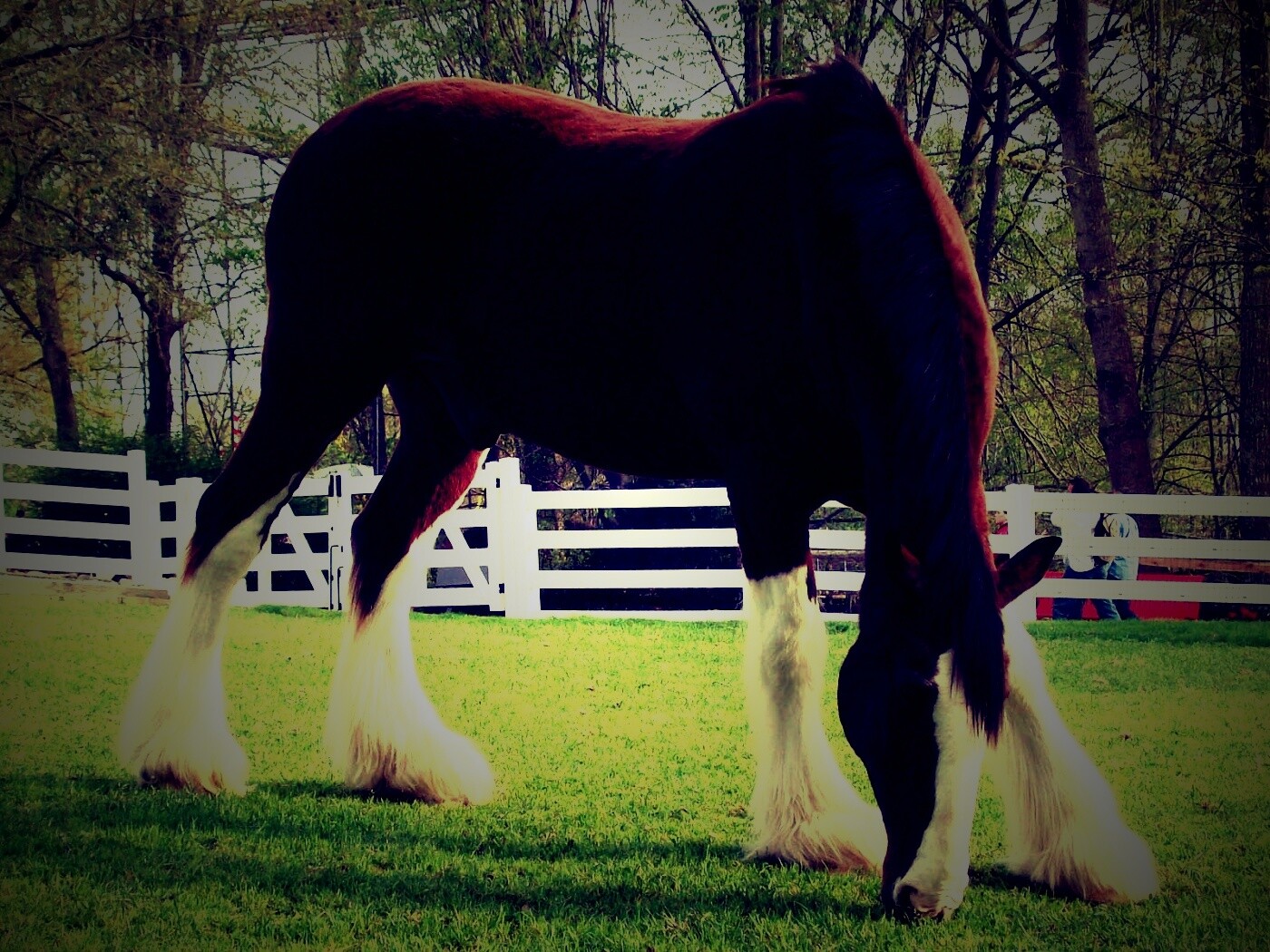 Лошадь с лохматыми ногами обои