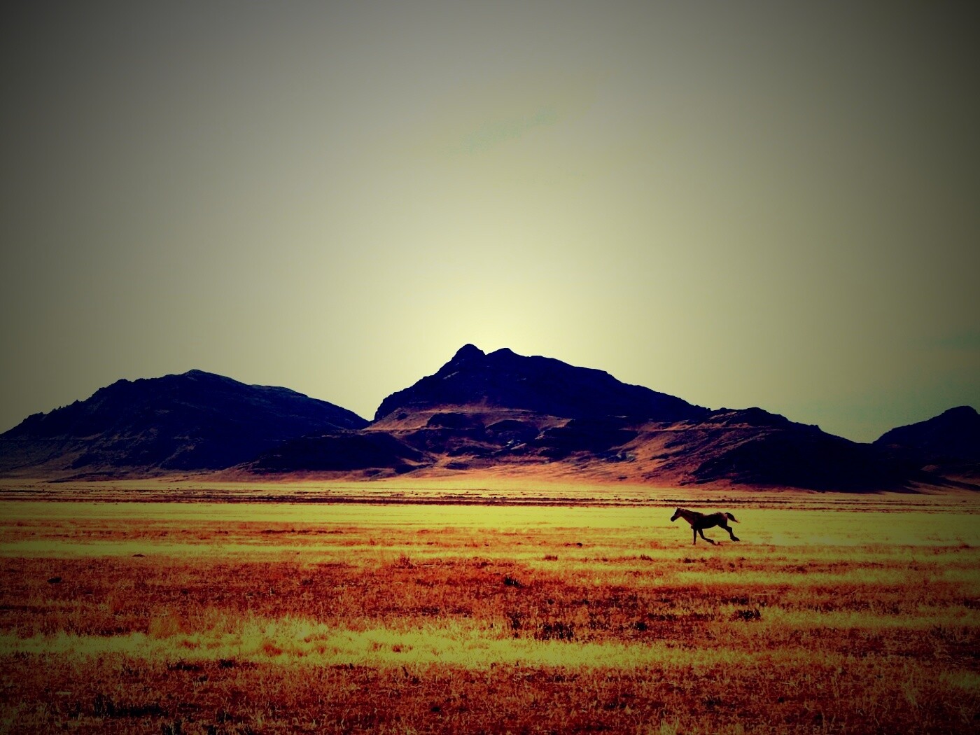 Мустанг в прериях обои