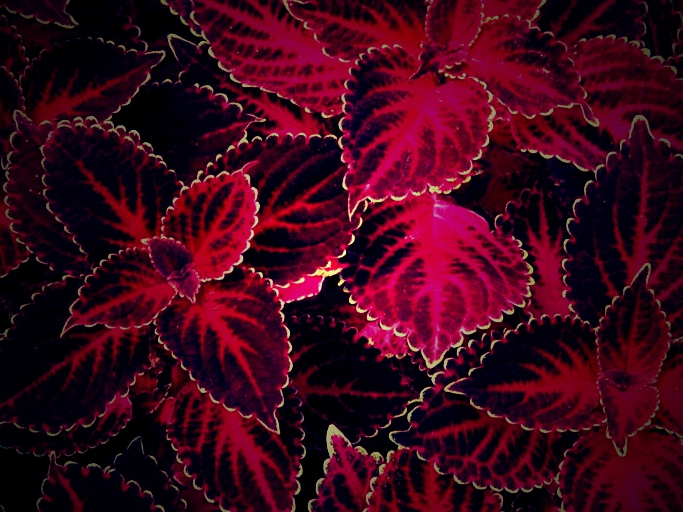 Красные листья обои