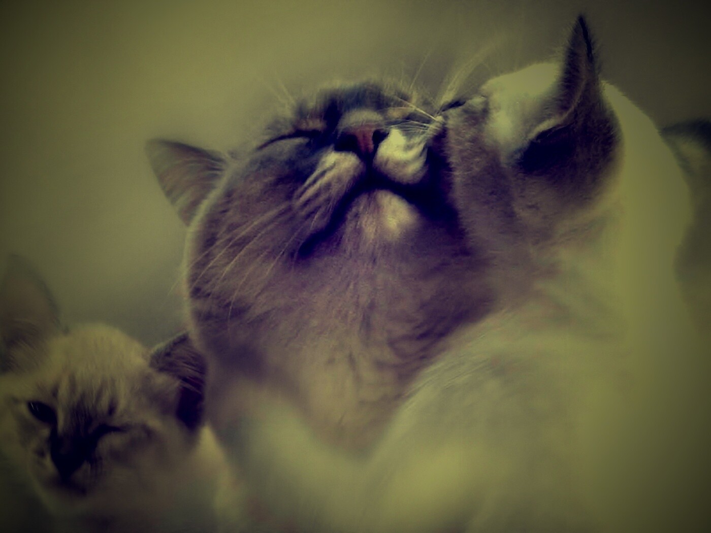 Котята с мамой обои