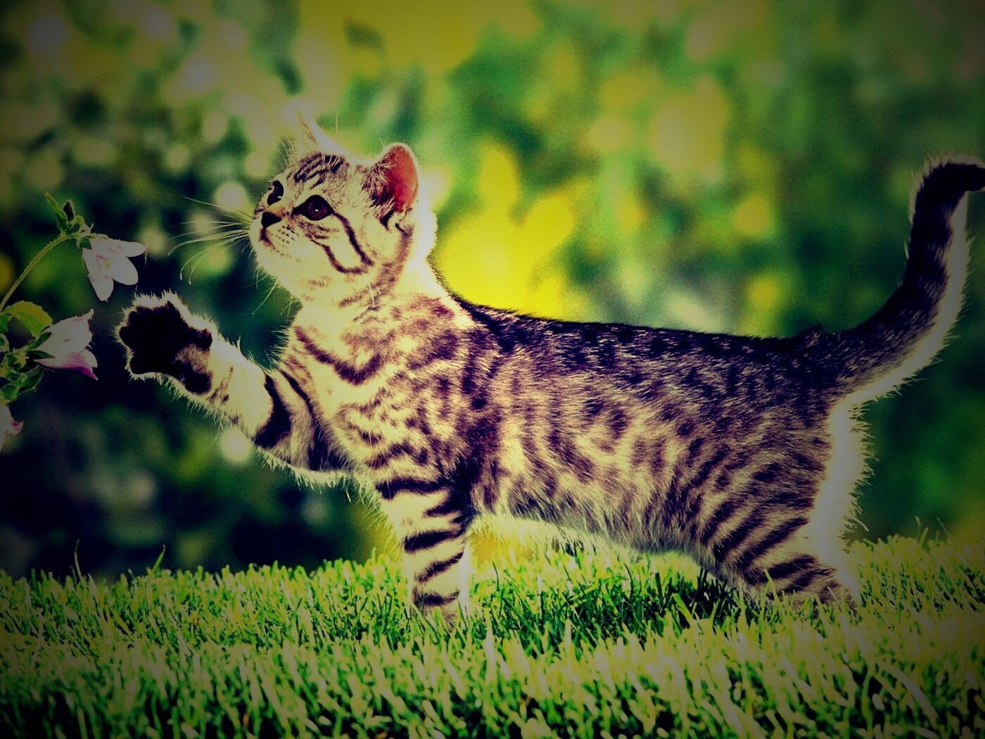 Котенок играет с цветами обои