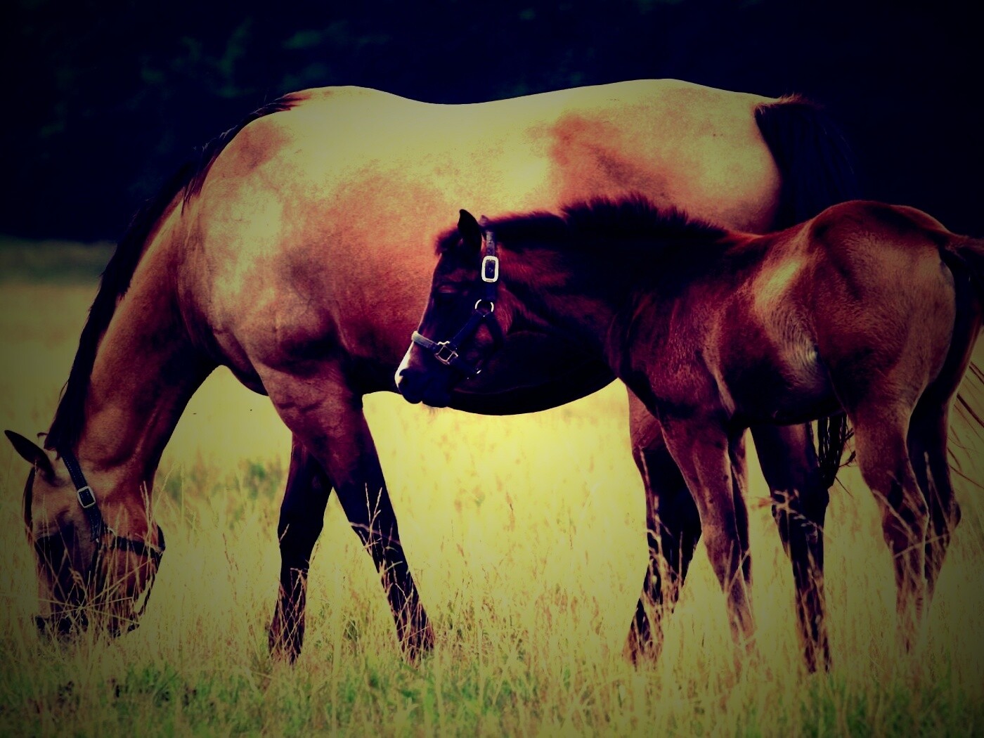Жеребенок и беременная кобыла обои