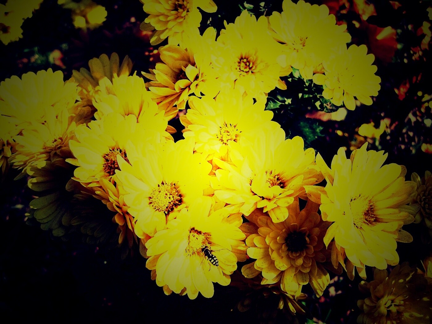 Оса на желтых герберах обои