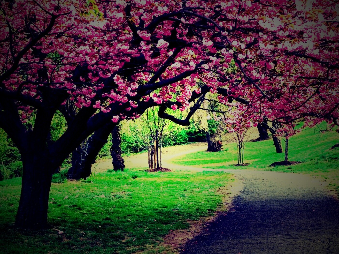 Дорожка между деревьями обои