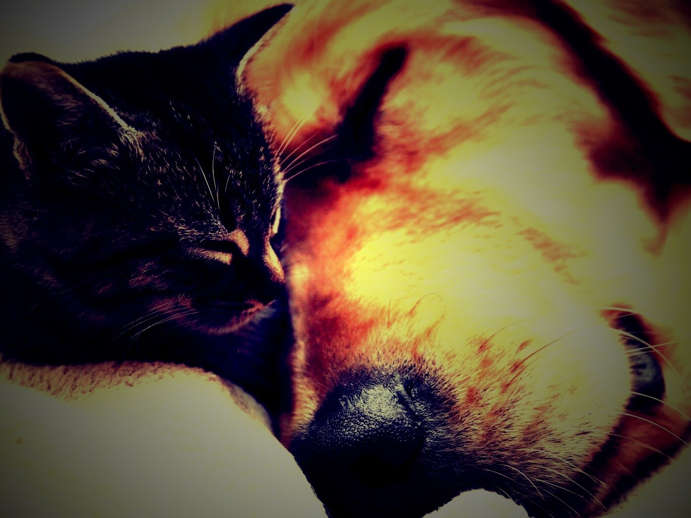 Кошка спит с собакой обои