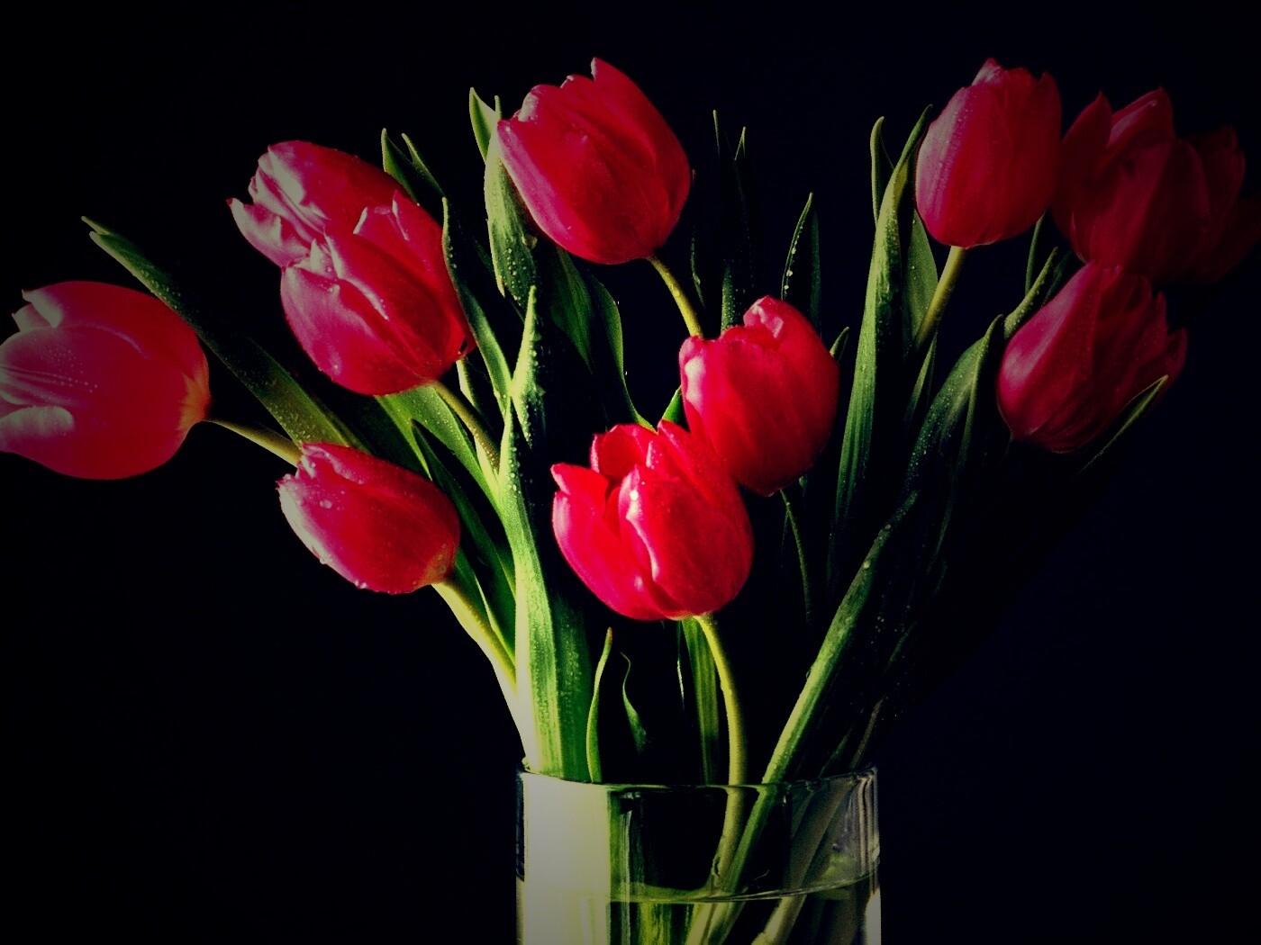 Букет тюльпанов обои