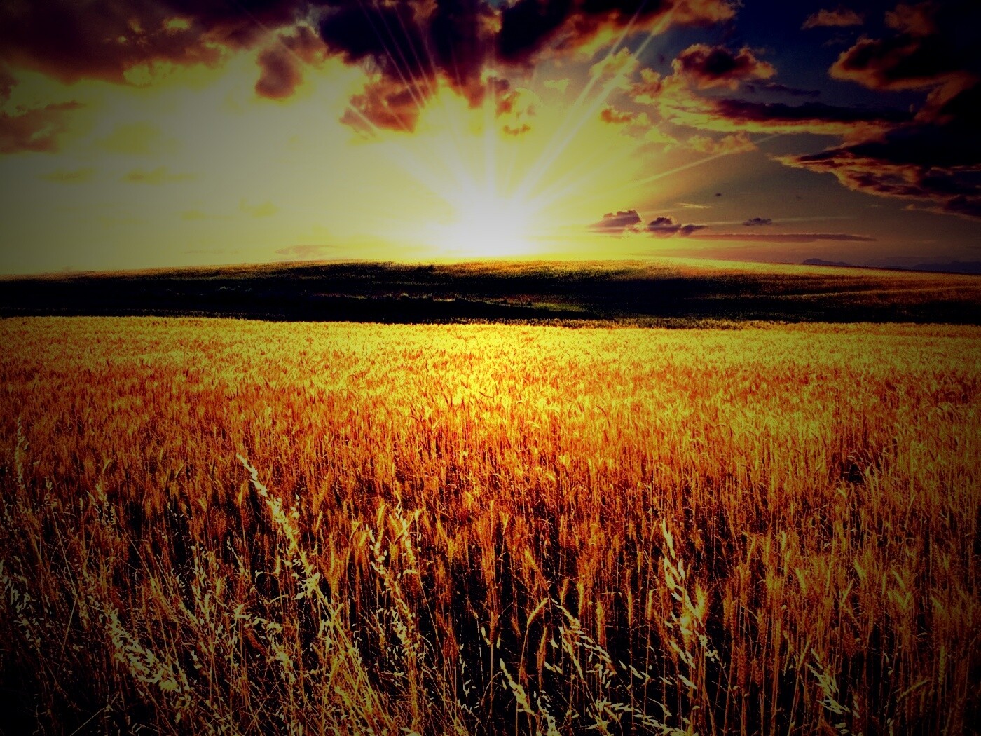 Восход над пшеничным полем обои