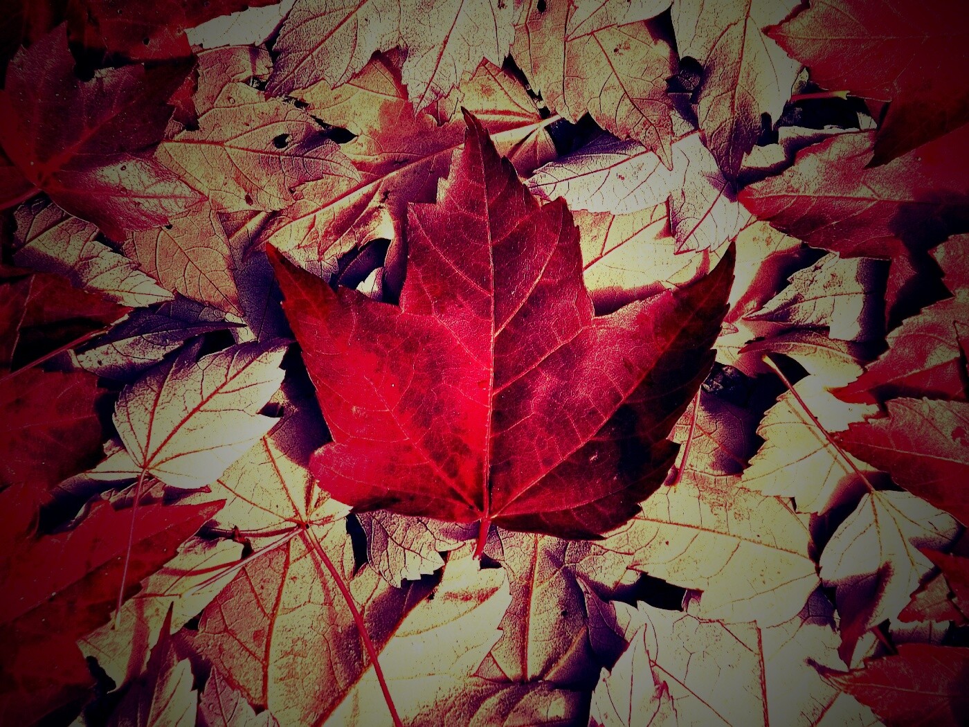 Флаг Канады из листьев обои