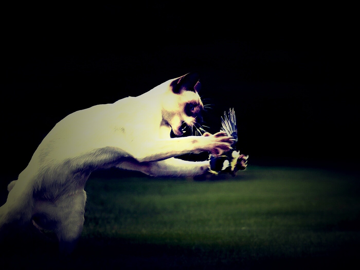 Кошка ловит птичку обои