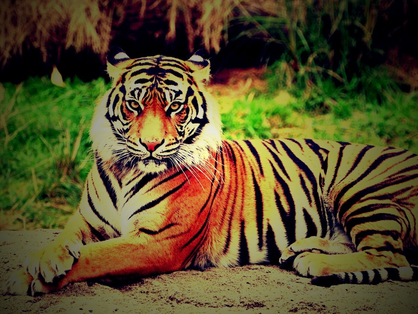 Тигр отдыхает обои