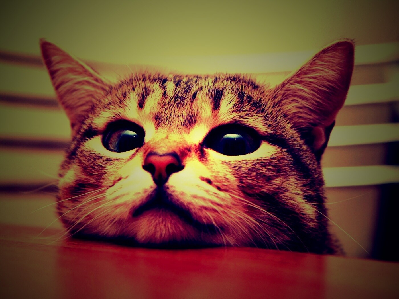 Любопытный котейка обои