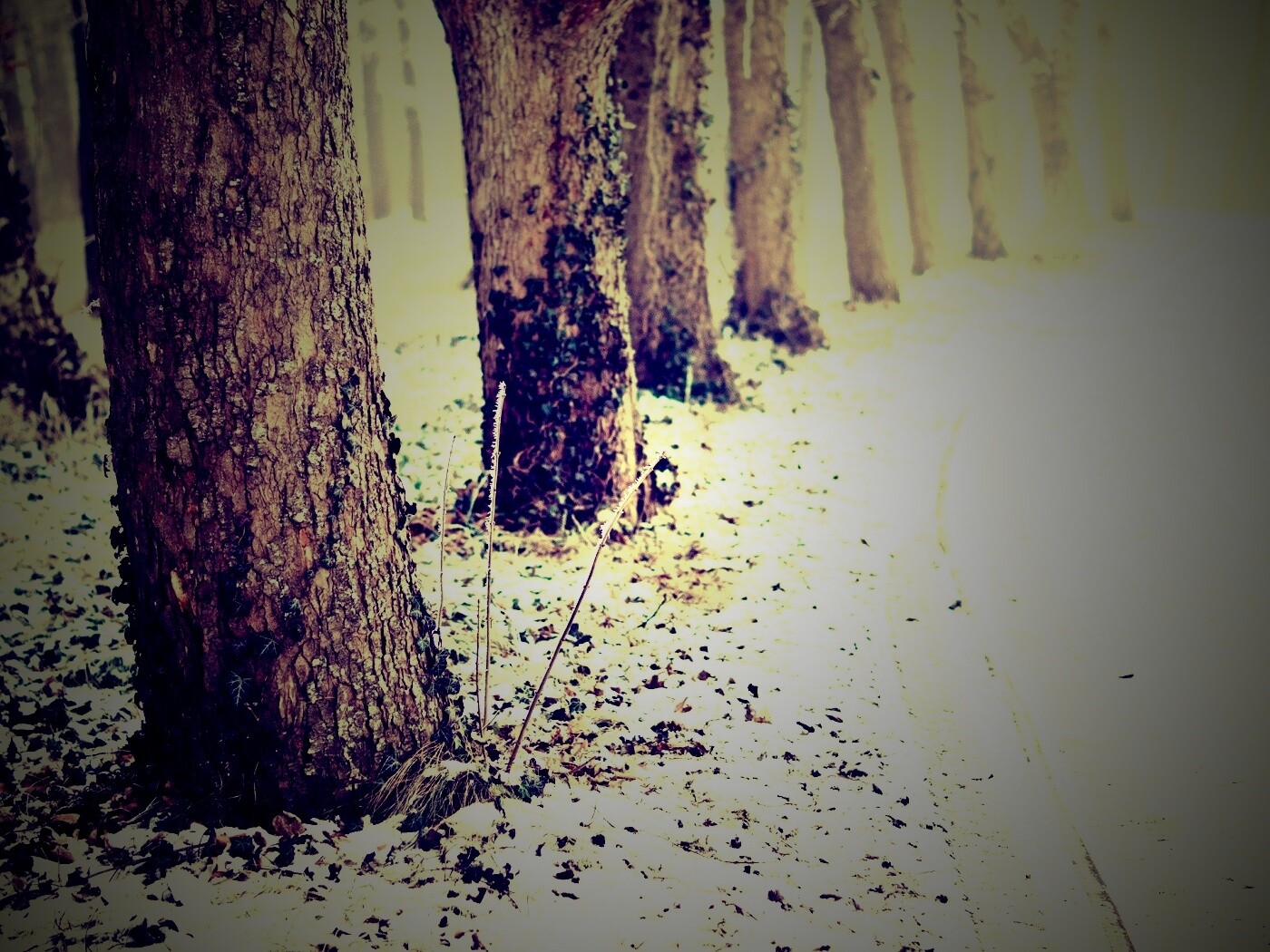 Дорога в зимнем лесу обои