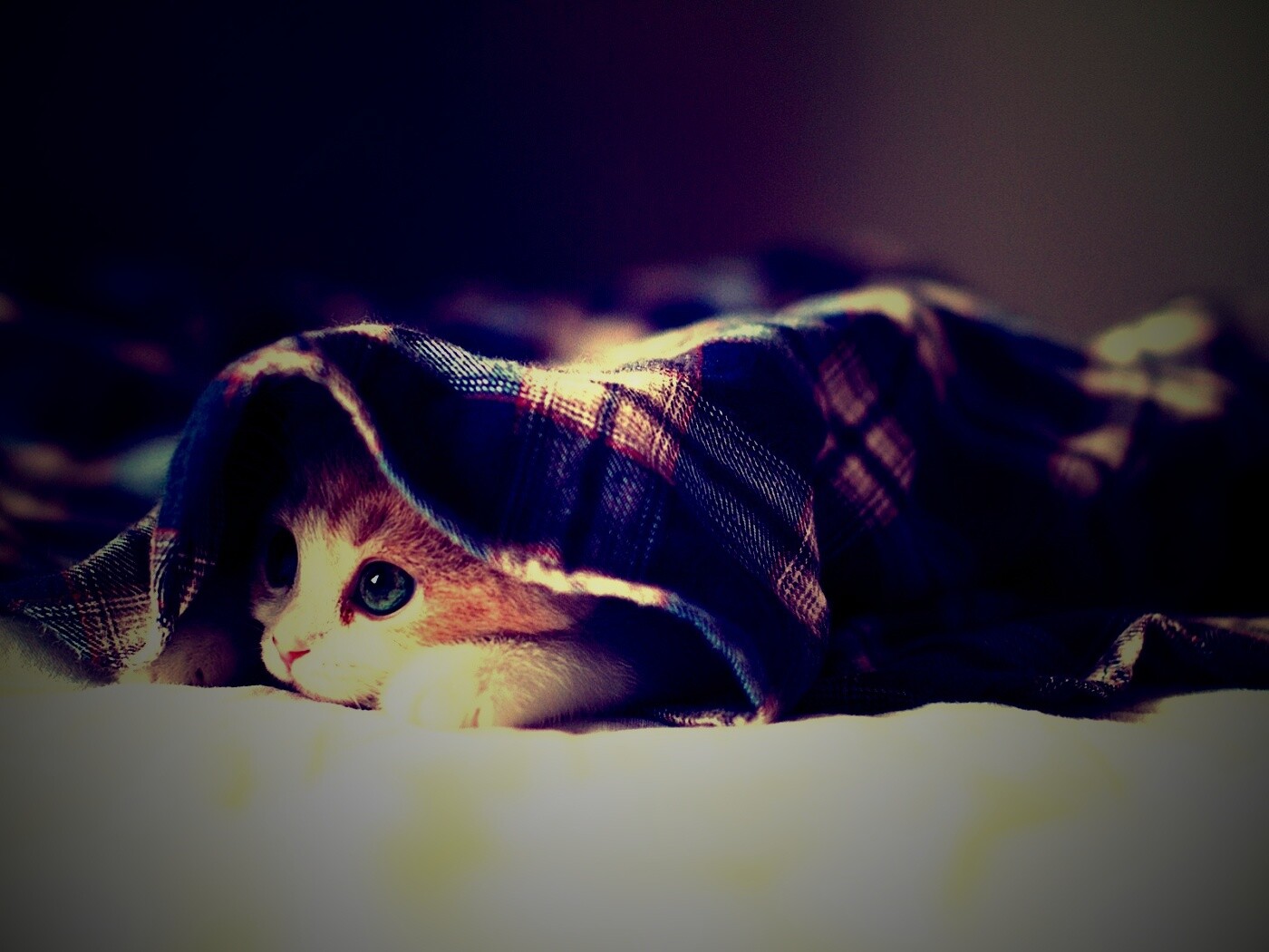 Котенок под одеялом обои
