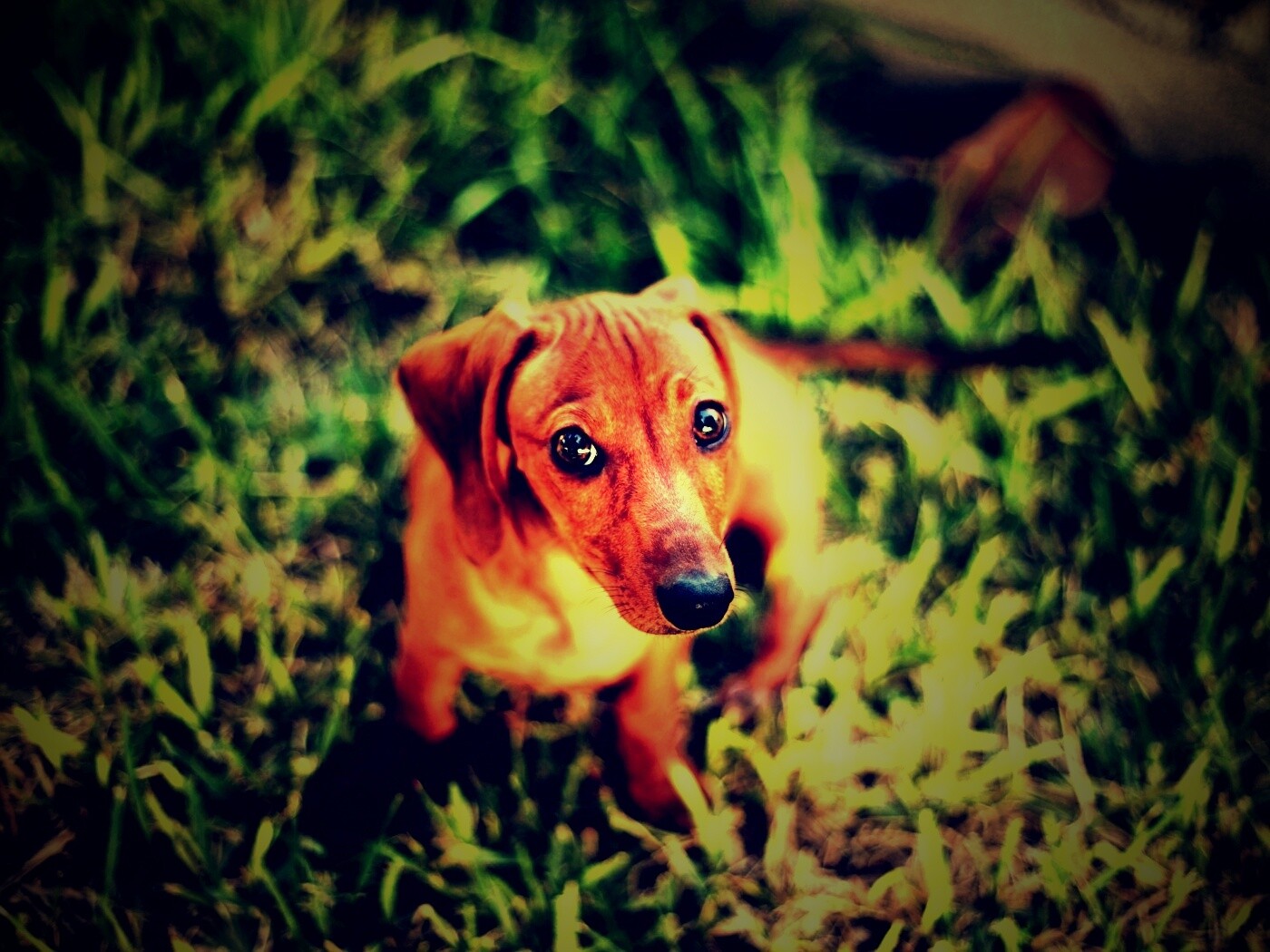 Маленькая милая такса обои