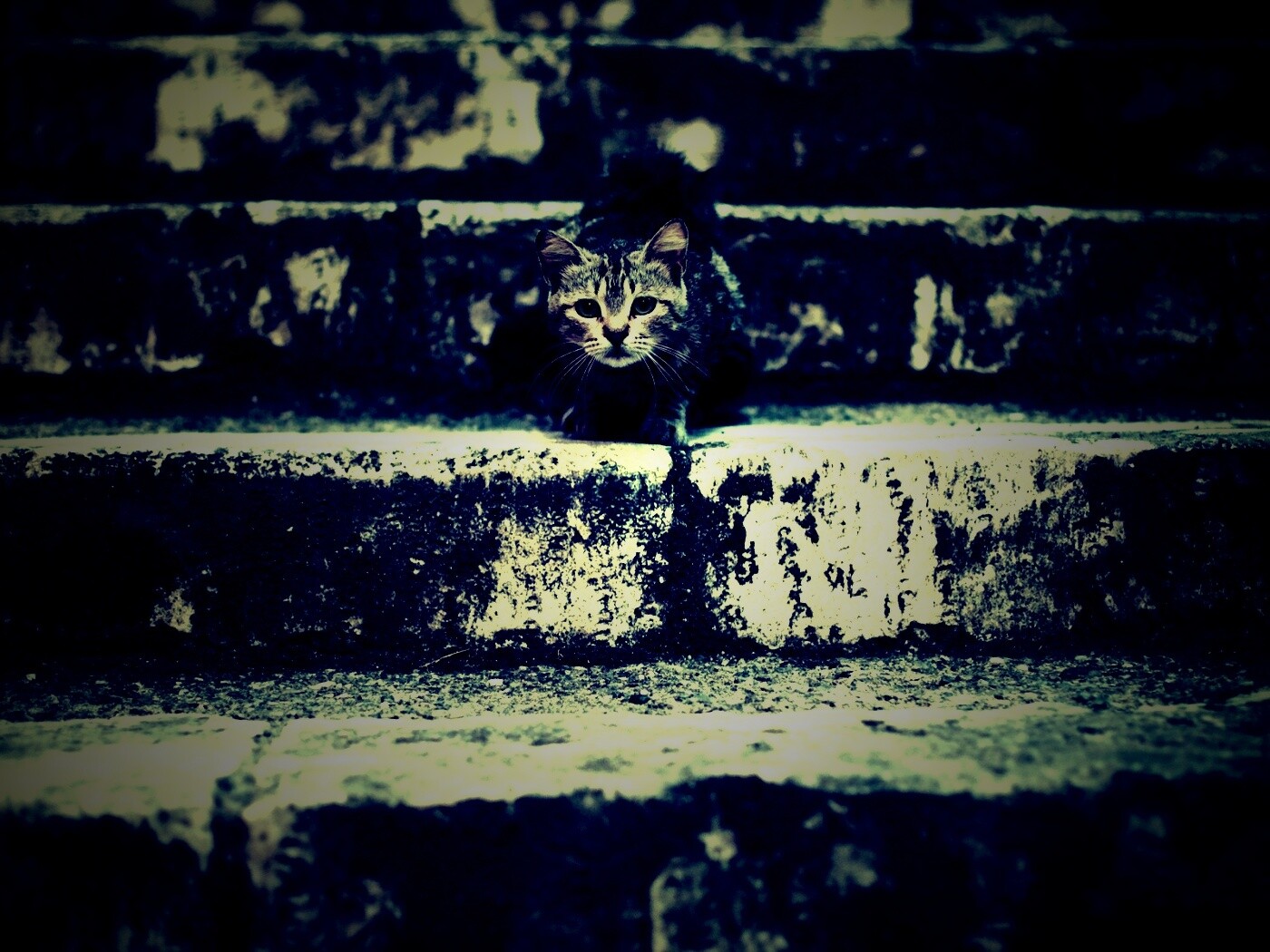 Растрепанная кошка на ступеньках лестницы обои