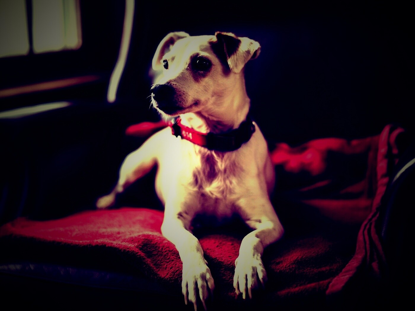 Собака на кресле обои