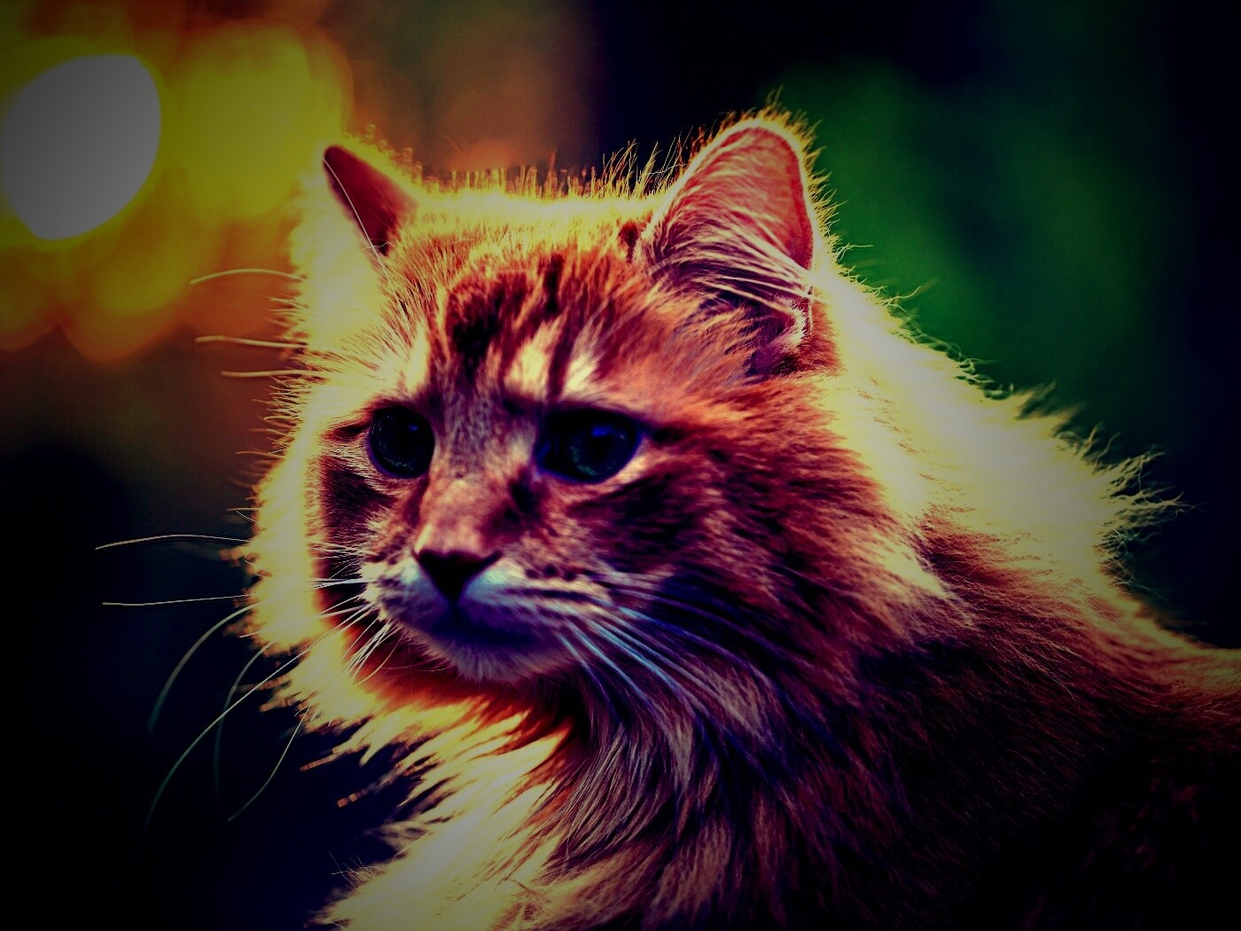 Рыжий кот в лучах солнца обои