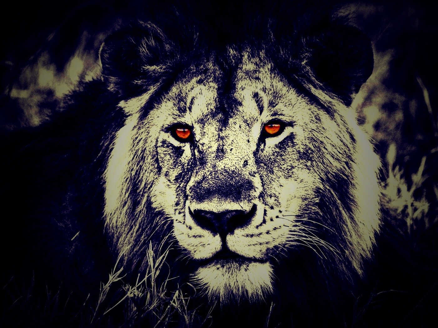 Гордый лев с горящими глазами обои