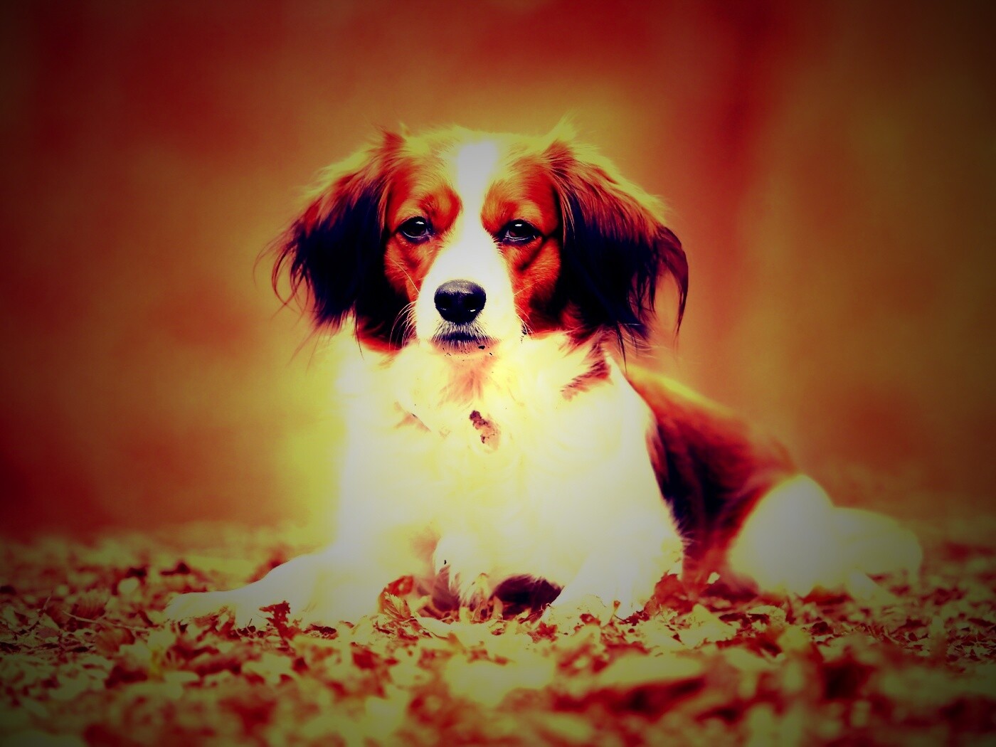 Собака на ковре из осенних листьев обои