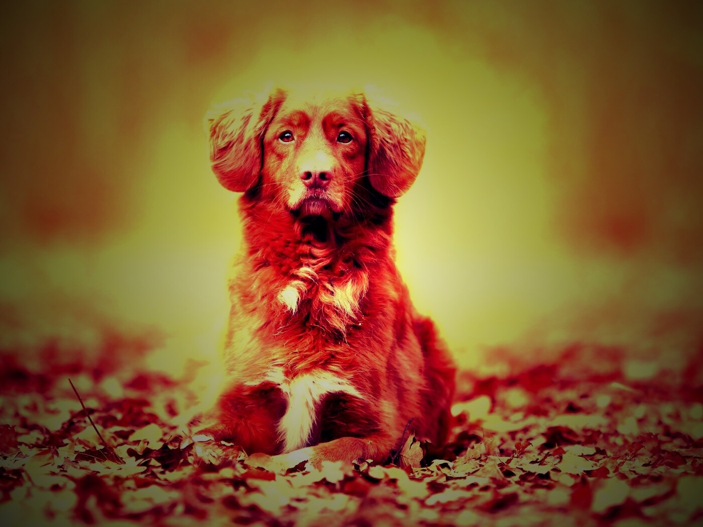 Осенний пес обои