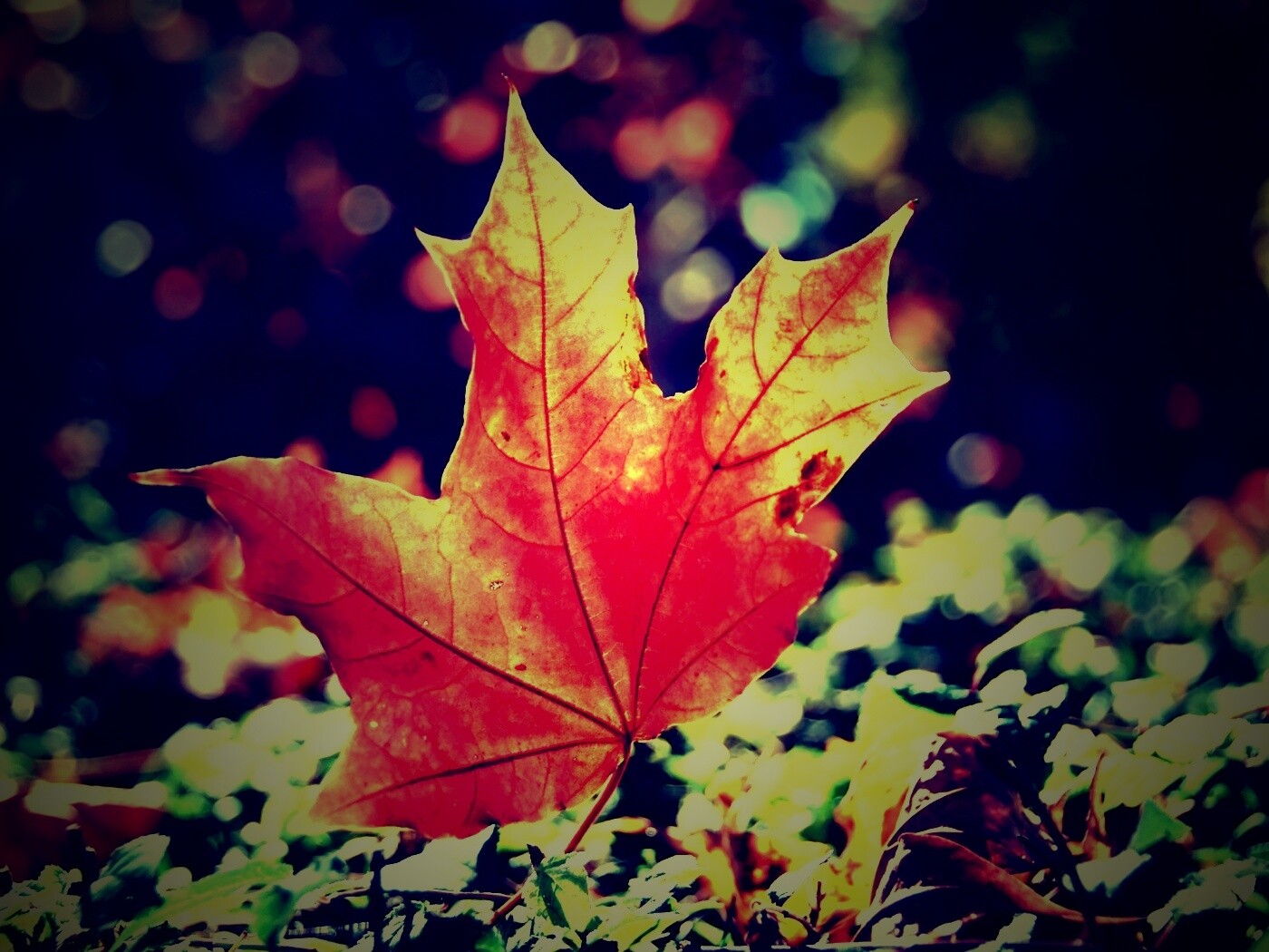 Желтый кленовый лист обои