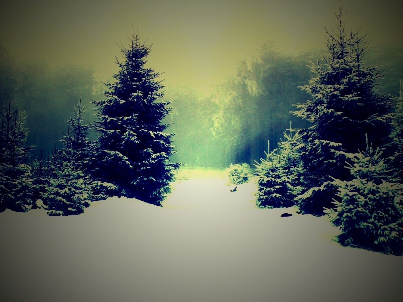 Ёлки в сугробах обои