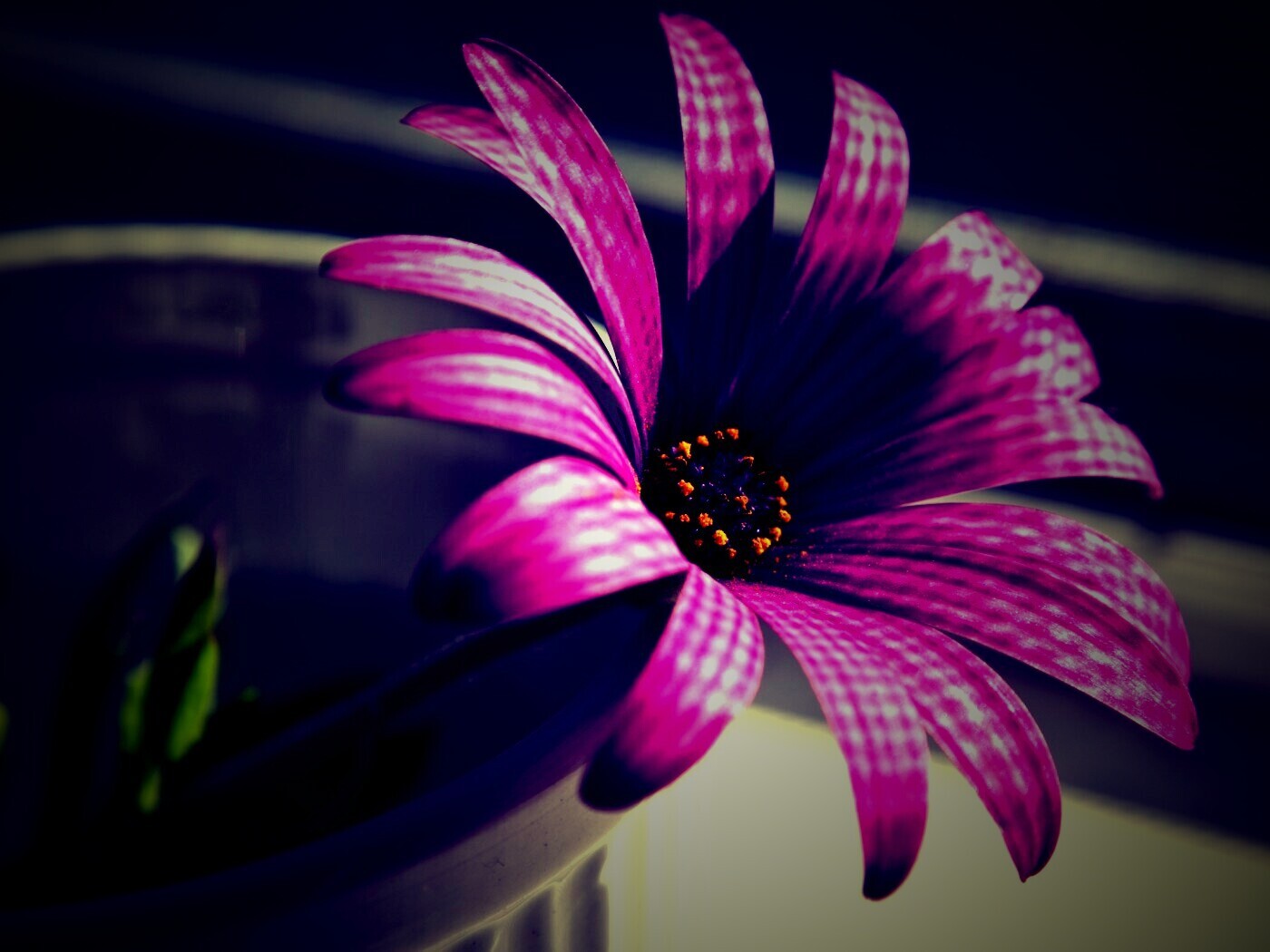 Сиреневый цветок в стакане обои