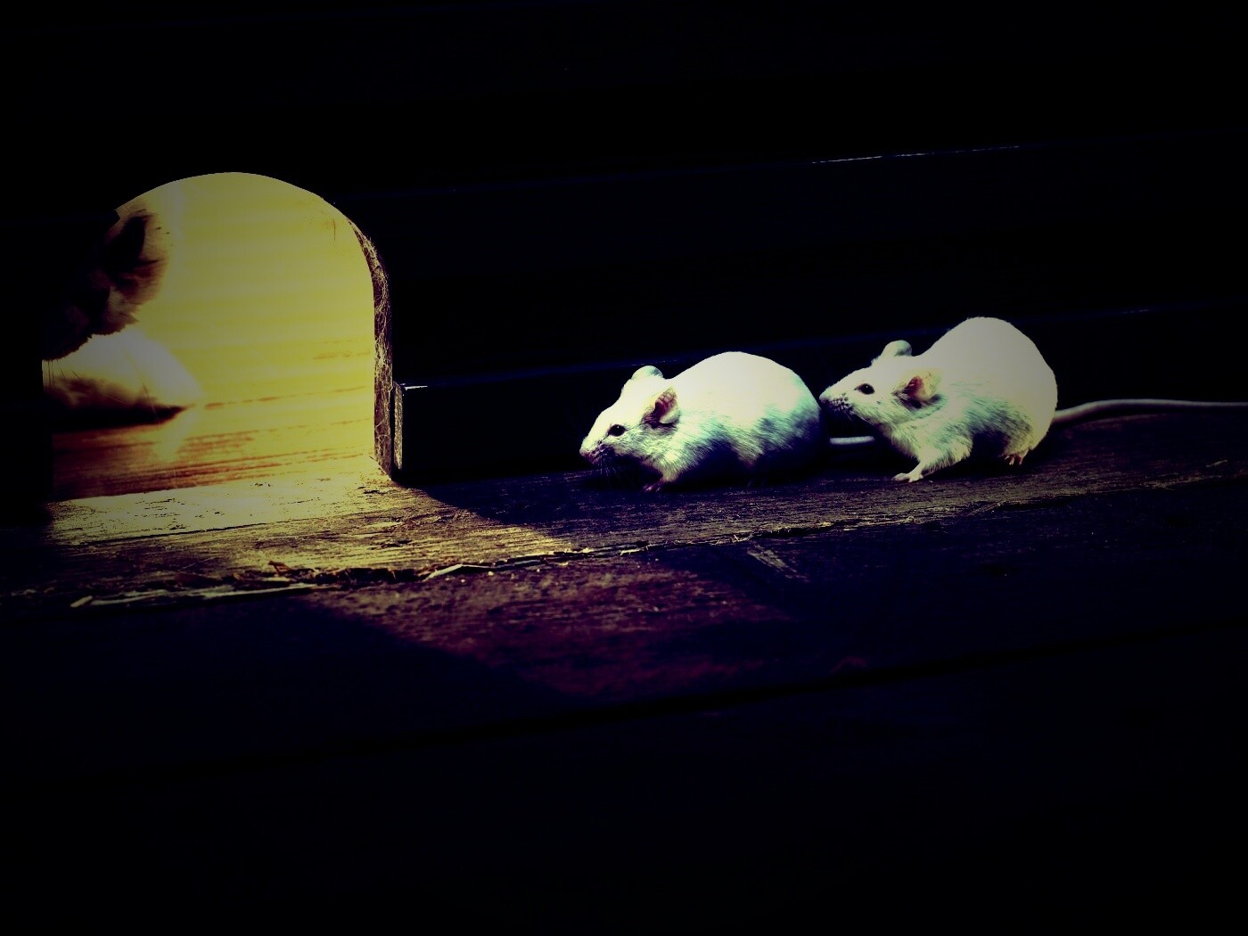 Кошки - мышки обои