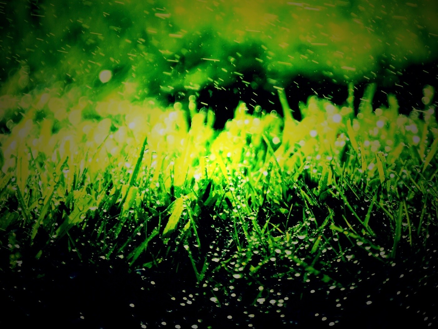 Роса на траве обои