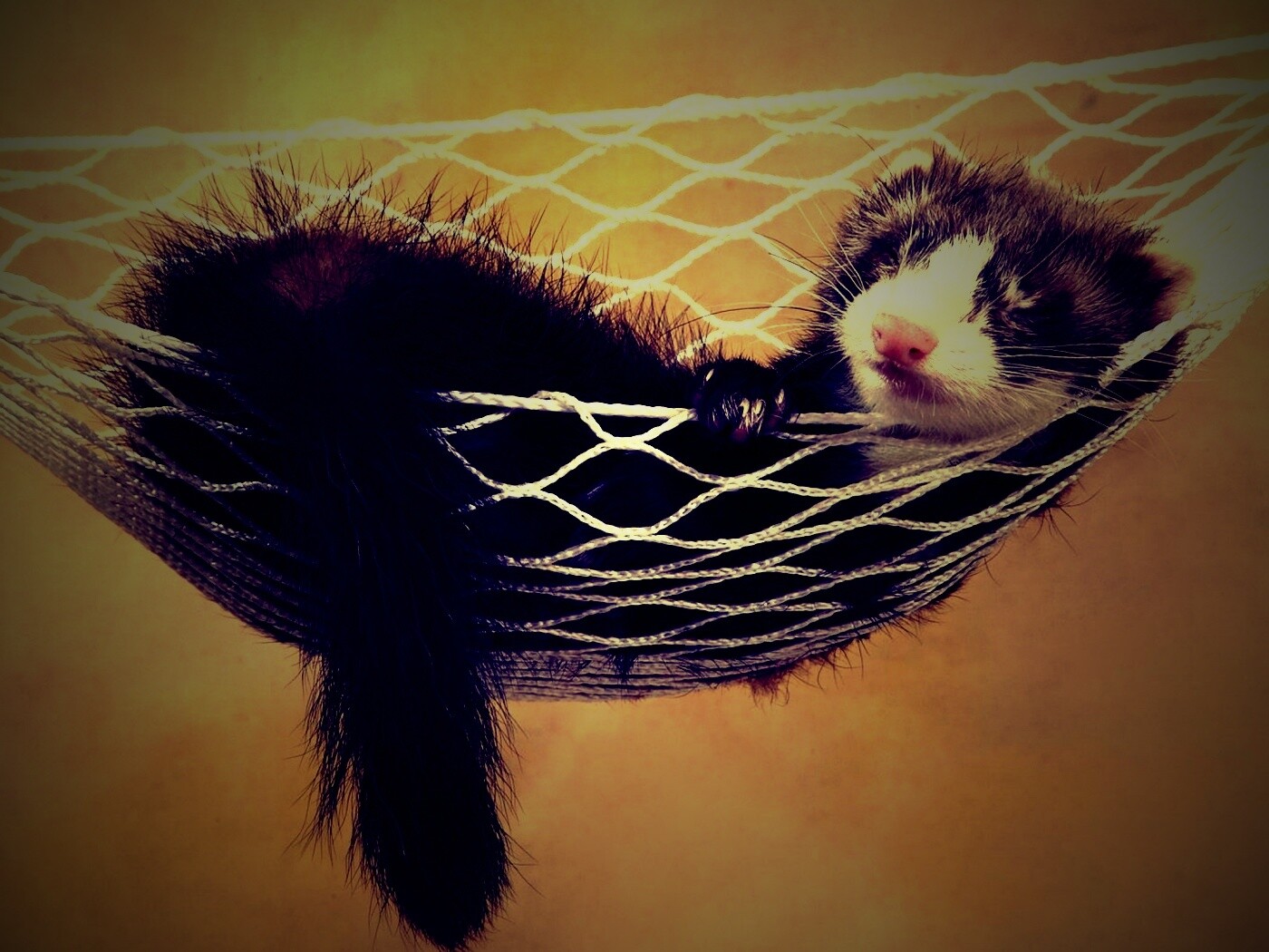 Хорек в гамаке обои